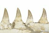Mosasaur (Eremiasaurus?) Jaw with Four Teeth - Morocco #259672-2